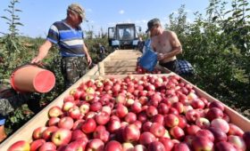 Россельхознадзор отменил запрет на ввоз яблок из Белоруссии