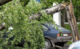 На автомобиль упало дерево: суд объяснил, что делать
