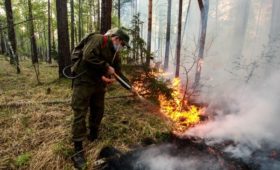 Россияне назвали вырубки и халатность властей основными причинами пожаров