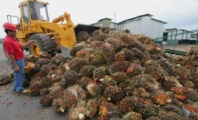 Власти обсудят запрет «грязного» пальмового масла в пищевой отрасли