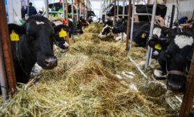Производители молока попросили правительство «решить проблемы» с навозом
