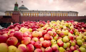 Рекордный урожай не остановил рост цен на яблоки